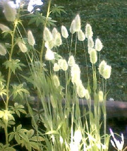 USA Bunny Tails Grass Lagurus Ovatus Hares Tail Flower 100 Seeds - £8.75 GBP
