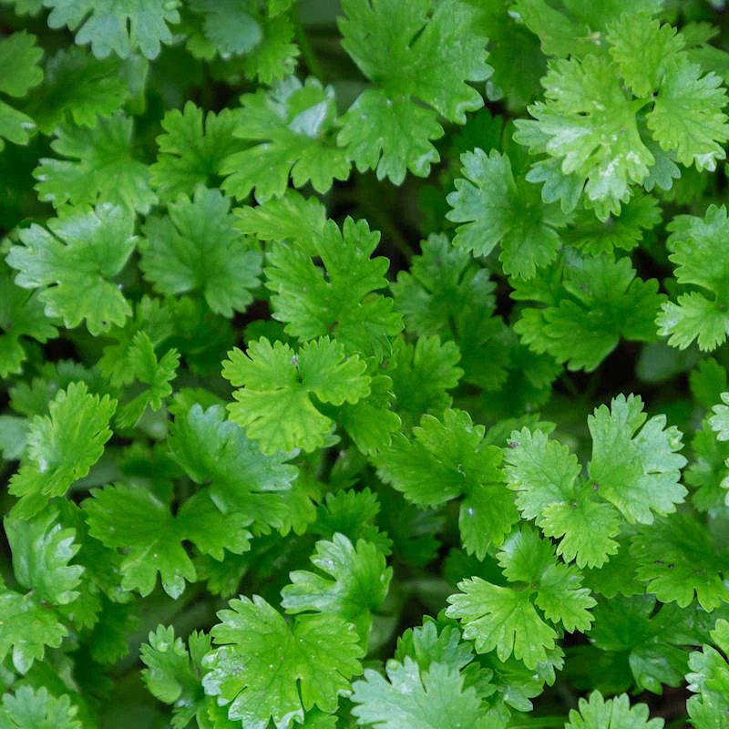 Leisure Cilantro Seeds (Coriander), NON-GMO, ORGANIC, HEIRLOOM -   - $4.03