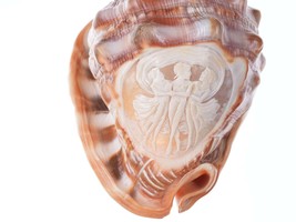 Large Vintage Carved Cameo Conch Shell b - £257.26 GBP