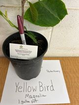 Yellow Bird Magnolia 1 gallon pot image 7