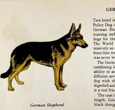 German Shepherd 1939 Dog Breed Art Ole Larsen Color Plate Print Antique ... - $42.04 CAD