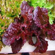 200Pcs Lettuce Red Salad Bowl Vegetable Seeds Lactuca Sativa Seed - $19.84