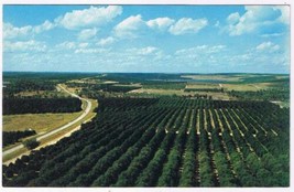 Florida Postcard Orange Groves From Florida Citrus Tower - $1.97