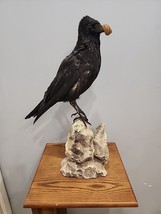 J104 Carrion Crow Bird Mount Taxidermy - £254.23 GBP