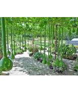 Long Handle Dipper Gourd, 10 seeds  - £7.38 GBP