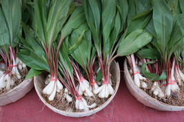 Septh 20 Ramp / Wild Leek Allium Tricoccum Ramps Vegetable Herb Shade Flower See - $6.00