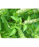 Lemon Basil Seeds Fast Half Gram Approx 250 Seeds Fast US Shipping - €12,58 EUR