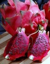 PURPLE FLESH PITAYA exotic rare tropical fruit edible good eat planta 4&quot; Plant - £11.35 GBP
