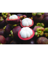 Mangosteen Trees (Different Varieties). 4 Years Old, Grafted. Potted. - £204.44 GBP