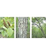 30 Schmidts Birch Seeds Betula Schmidtii Fresh Seeds - $256.81 MXN