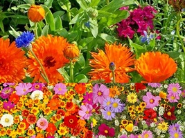 2000 Seeds Tall NATIVE WILDFLOWER MIX 19 Flowering Annuals Cut Flowers F... - £13.58 GBP