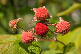 50 Thimbleberry Rubus Parviflorus Red Berry Fruit Native Sun Shade Shrub Seeds F - $15.00