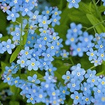 New Chinese Forget Me Not Seeds 200 Asian Wildflower Blue Annual Fresh Usa Garde - $6.20