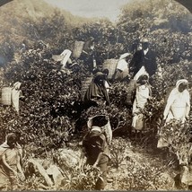 Antique 1901 Stereoview Photo Card Tea Gatherers Galle Ceylon Hill Country - $8.99