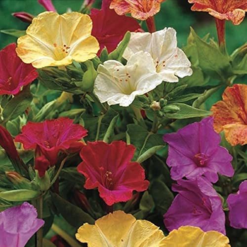 Four O'clock Marvel of Peru, 100 Seeds Beautiful Vivid Mulit Colored Bloom