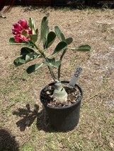 Adenium Obesum Desert Rose Grafted Plant Bcd - $34.65