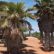 USA SELLER Washingtonia Robusta Mexican Fan Palm Mexican Washingtonia 30 Seeds F - $18.40