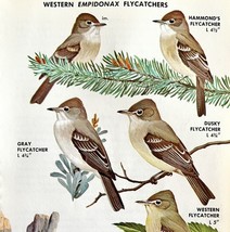 Western Empidonax Flycatchers Varieties 1966 Color Bird Art Print Nature... - $366.80 MXN