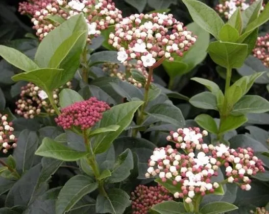 Viburnum Macrophyllum Evergreen Shrub Seeds USA Seller - £14.09 GBP