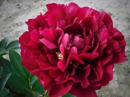 &#39;Shou An Hong&#39; Red Chinese Peony Seedling Flower, 5 Seeds - £8.22 GBP