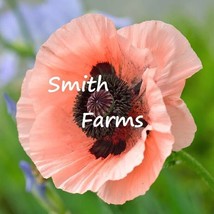 200 Seeds Princess Victoria Poppy Flowers Plants Garden Planting From US - $10.25