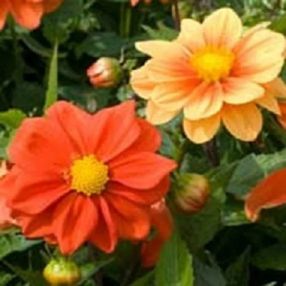 25 Dahlia Opera Orange Dwarf Dahlia Seeds Flower Seeds - £10.09 GBP