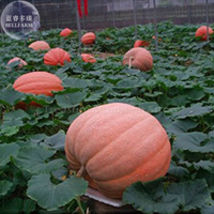 Atlanta Giant Pumpkin Seeds 5 Seeds - $7.99
