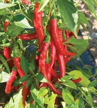 Flame-kissed Delight: Exquisite Red Cayenne, 1 Bag ( approx 200 seeds / ... - $12.35