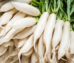 Radish Heirloom Non GMO Daikon Japanese Bulk Seeds - $172.69 MXN