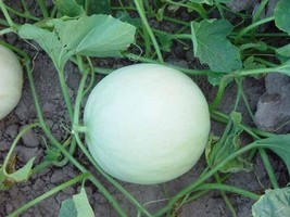 Lwstore Honeydew Melon Seeds Usps Shipping - £7.20 GBP