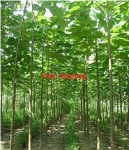 New Fresh 200Seeds/Pack Fast Growing Tree Paulownia Seeds - $4.45