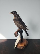 IT47 VTG Ring Ouzel (Turdus torquatus) Bird Mount Taxidermy - £114.59 GBP