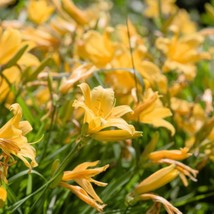 Yellow Daylily Seeds Hemerocallis Spp Fresh Seeds USA - $18.44