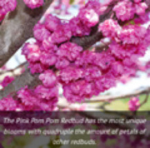 Pink Pom Poms Redbud Tree, 4-5 ft potted plant. - £282.11 GBP