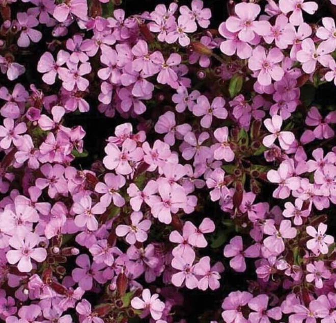 SOAPWORT FLOWER SEEDS 1000+ perennial GROUNDCOVER garden SAPONARIA OCYMO... - $3.36