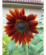 KBT 100 Red Sun Sunflower Seeds Very Beautiful Bulk Seeds - $11.35