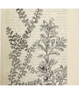 1905 Creeping Snowberry Bearberry Flower Print Pen &amp; Ink Lithograph Anti... - $367.32 MXN