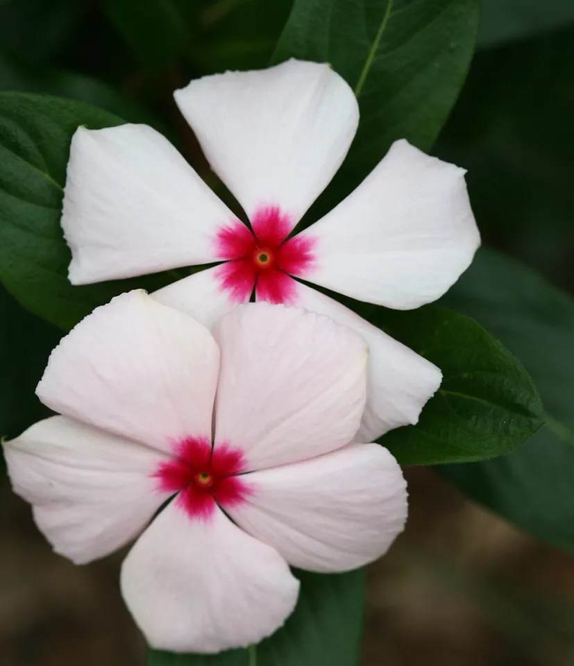 Bright Eye Periwinkle {Vinca rosea} 50 Seeds  - £7.41 GBP