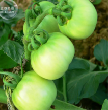 SEED Big Green Tomato Organic Seeds - £3.17 GBP