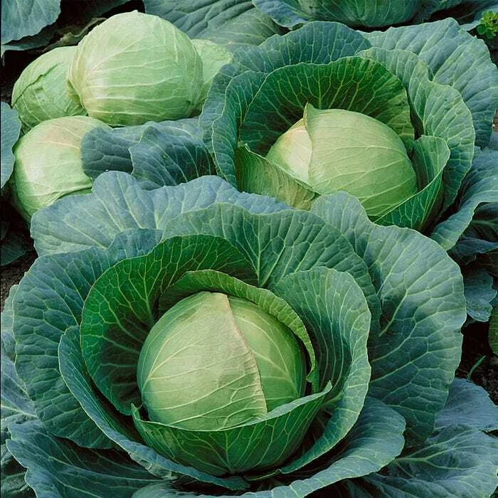 Danish Ballhead Cabbage Seeds, Sauerkraut, Amager, NON-GMO,  - $2.54