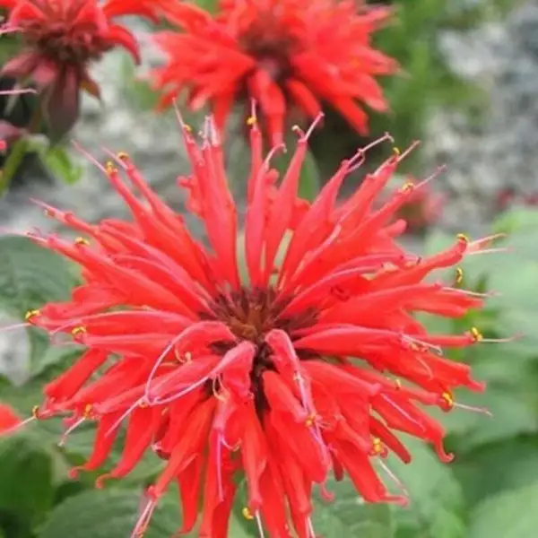 New Fresh 100 Bright Red Balm Seeds Flowers Seed Bloom Hummingbird Flower Seeds - $12.98