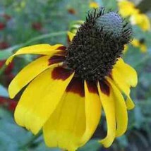 Clasping Coneflower 500 Seeds | Non-GMO | US SELLER | Seed Store | 1258 - $6.69