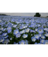 1Oz Baby Blue Eyes Flower Seeds Nemophila Menziesii Approx 16000 Seeds F... - $27.00