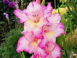 100 Seeds, Bonsai Cut Gladiolus Flowers for Garden SH112080C - £14.20 GBP