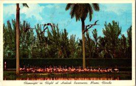 Vtg Postcard, Flamingos in flight at Hialeah Rececourse, Miami Florida - £5.03 GBP