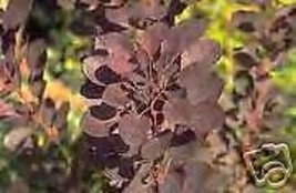 Cotinus Coggyria Atropurpurea Purple Smoketree Fresh Seeds - $18.98