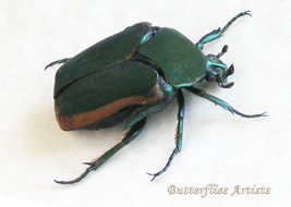 June Bug Cotinis Mutabilis Real Beetle Framed Entomology Collectible Shadowbox - £39.32 GBP