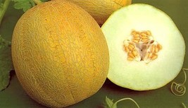 Melon ananas seeds - code 432 - $6.97