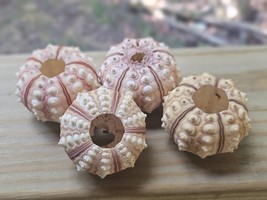 2&quot; Tiger Sea Urchin Seashells Wedding Beach Nautical Decor - Pack Of 4 - $16.00