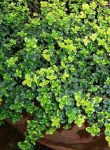 Live Plant - Golden Lemon Thyme Plant - Bright Golden-Edged Leaves - 3&quot; Pot - £38.39 GBP